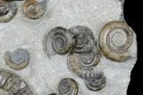 Rare Ammonite (Arnioceras) Cluster - Holderness Coast, England #176343-3